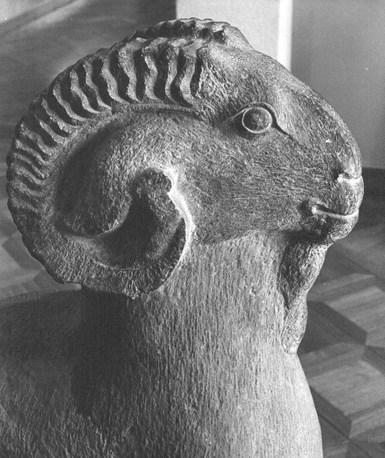 Rustend ram, detail: kop