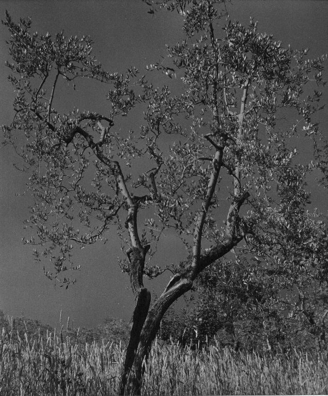 Gespleten boom in graanveld