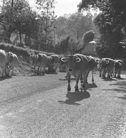 Koeien (Charolles) op een landweg