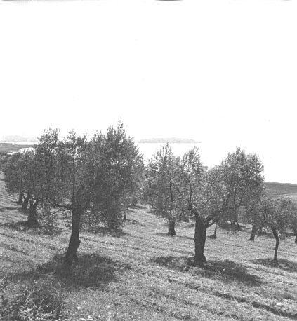 Landschap met olijfbomen