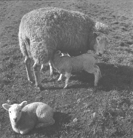 Schaap met twee lammetjes
