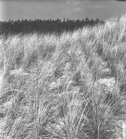 Helmgras in de duinen