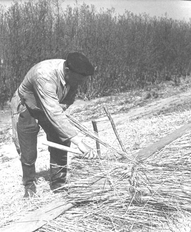 Riet vlechten