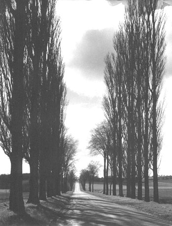 Weg met hoge bomen