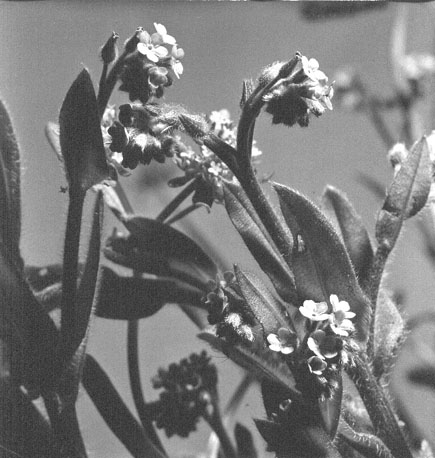 Plant met kleine bloempjes (close-up)