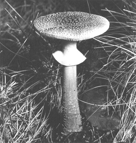 Paddestoel (close-up)