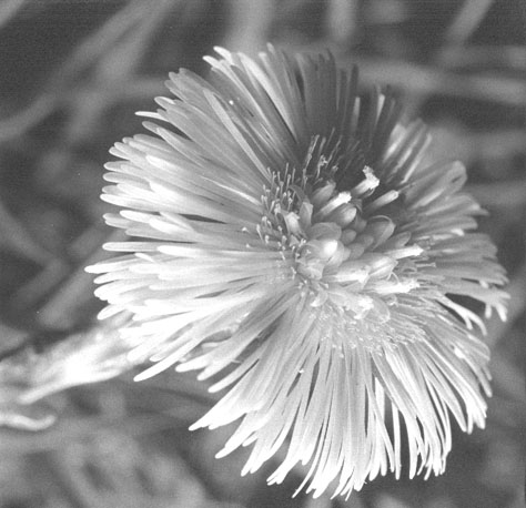 Bloem (close-up)