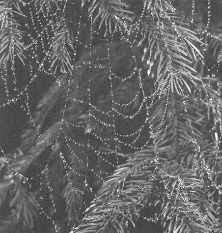 Dauwdruppels op een web (close-up)