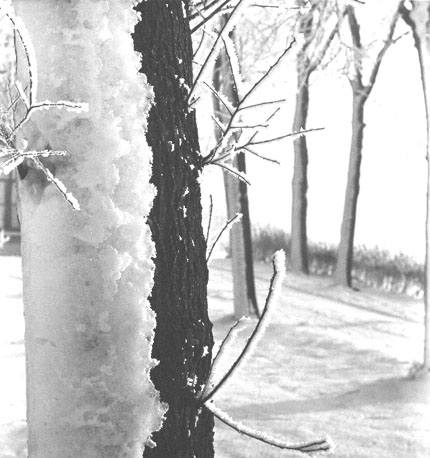 Sneeuw op een boomstam (close-up)
