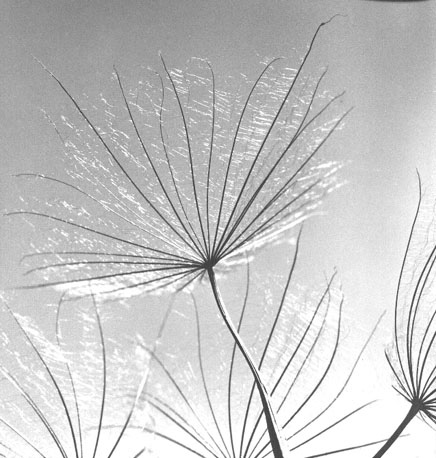 Gele Morgenster, plant (close-up)
