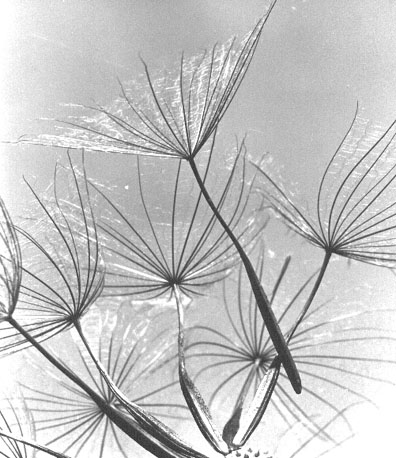 Gele Morgenster, plant (close-up)