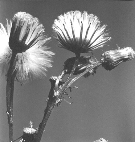 Paardenbloem