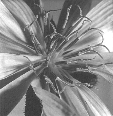 Bloem, Cichorei (close-up)