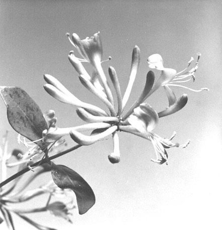 Bloem, wilde Kamperfoelie (close-up)