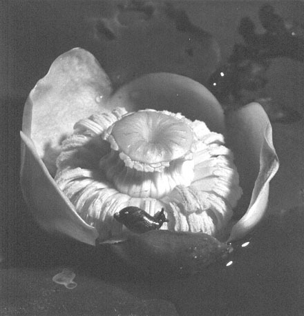 Bloem met slak (close-up)