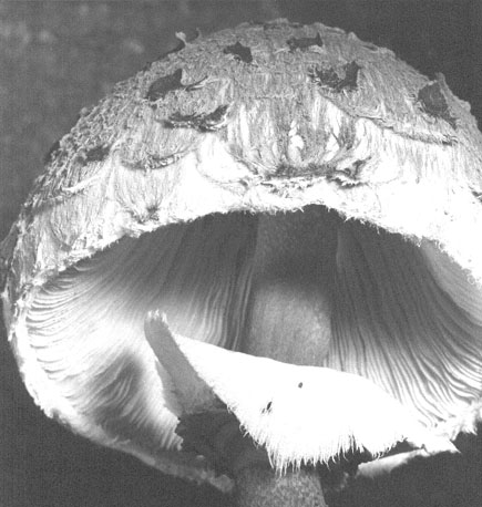 Paddestoel (close-up)