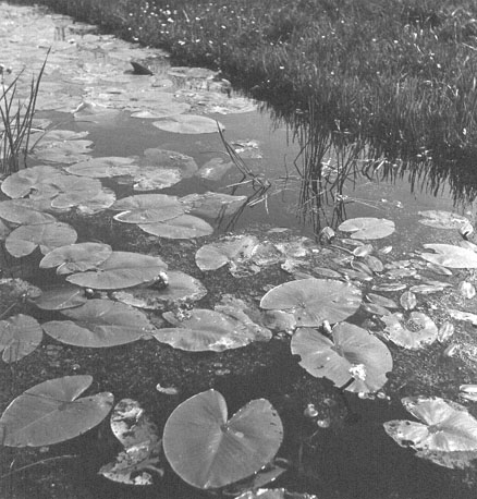 Sloot met waterplanten