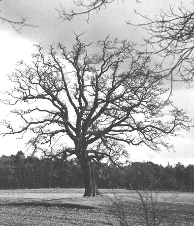 Landschap met boom