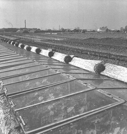 Tuinbouw, kassen