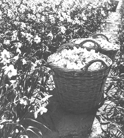 Bloemen van de geestgronden
