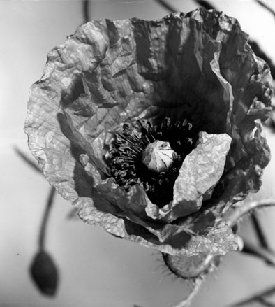Bloem (klaproos ?)