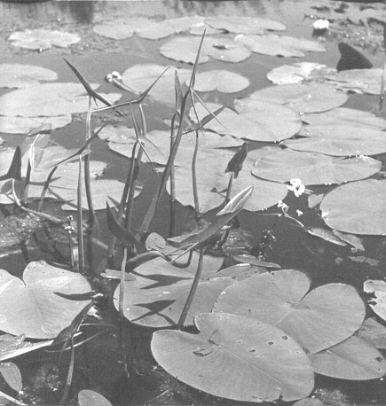 Waterplant: Pijlkruid