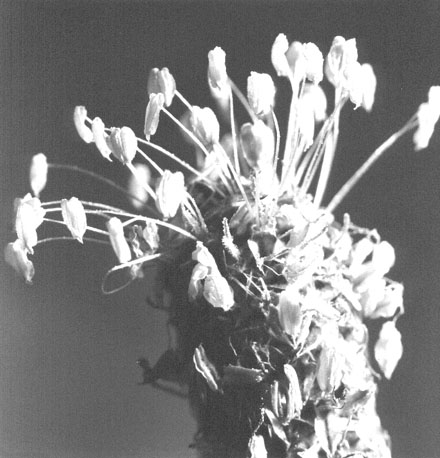 Plant (close-up)