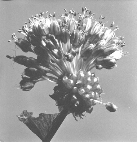 Plant (close-up)
