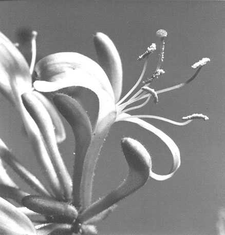 Plant (close-up)