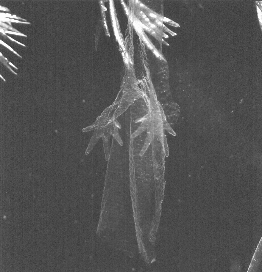 Afgeworpen huid van een watersalamander
