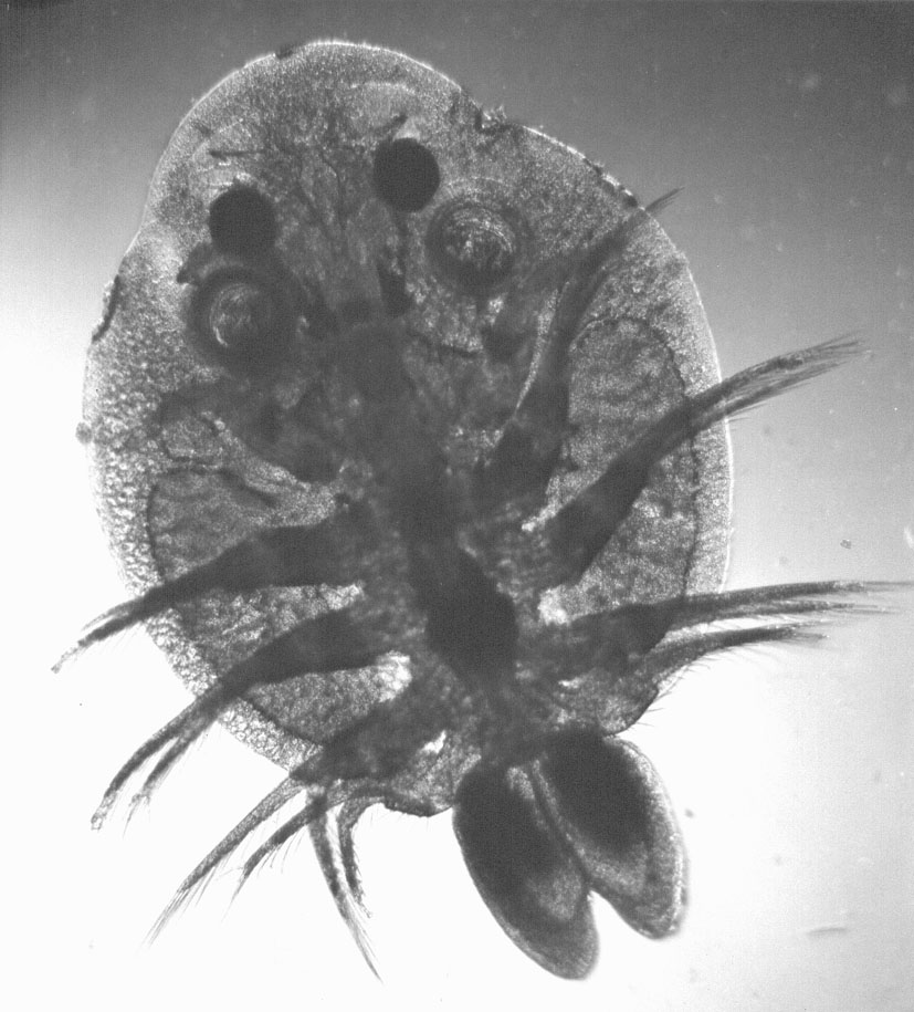Karperluis (microscopische opname)