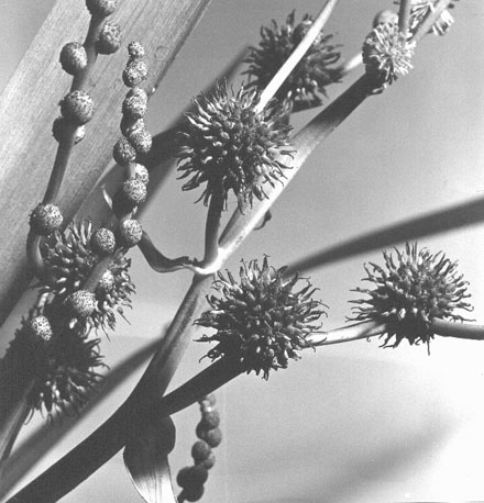 Egelskop, waterplant (close-up)