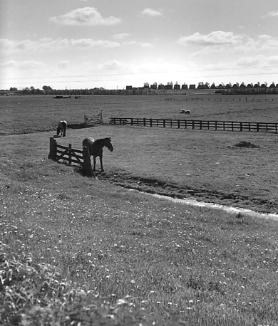 Weiland met paarden, koeien en schapen
