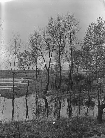 Uiterwaard van de Rijn
