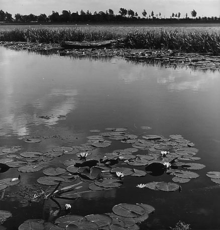 Water (sloot) met waterlelies, sloep in rietkraag, land op de achtergrond