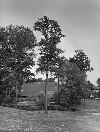 Boerderij/huis tussen bomen