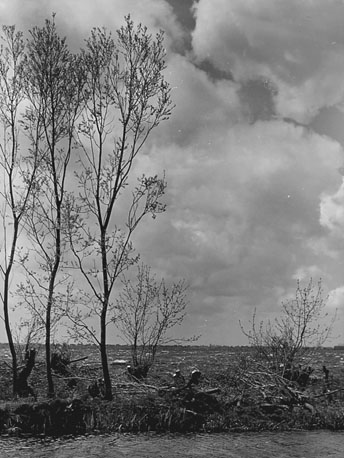 Landschap met (afgezaagde) boomjes op de oever