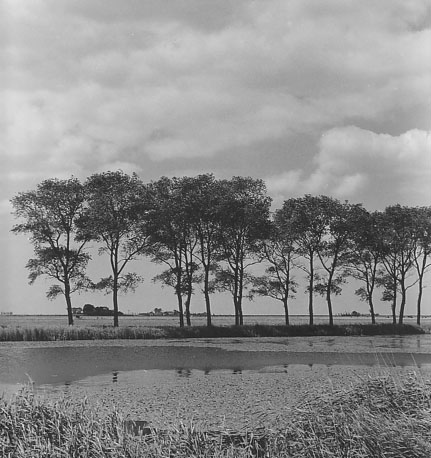 Landschap met bomenrij, water (ven?) op de voorgrond, weiland op de achtergrond