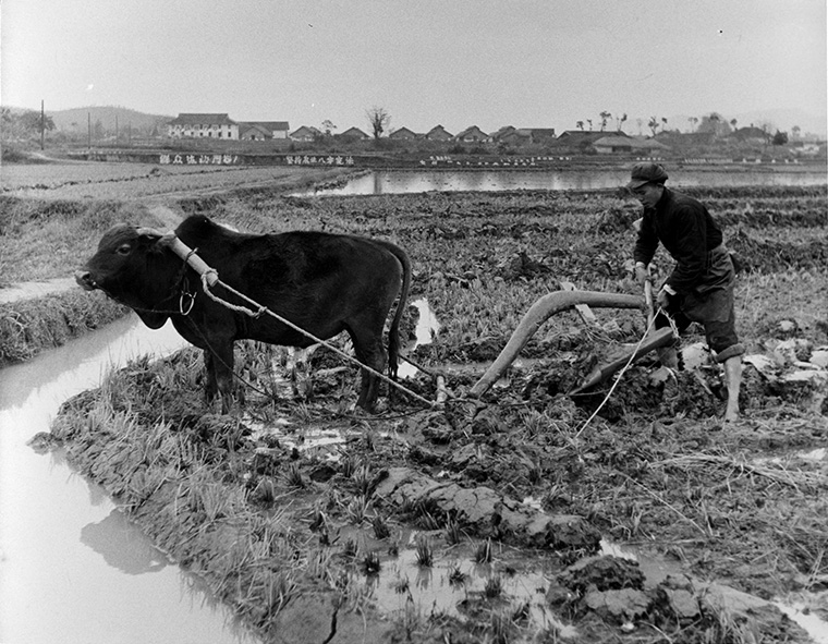 Boer ploegt het land