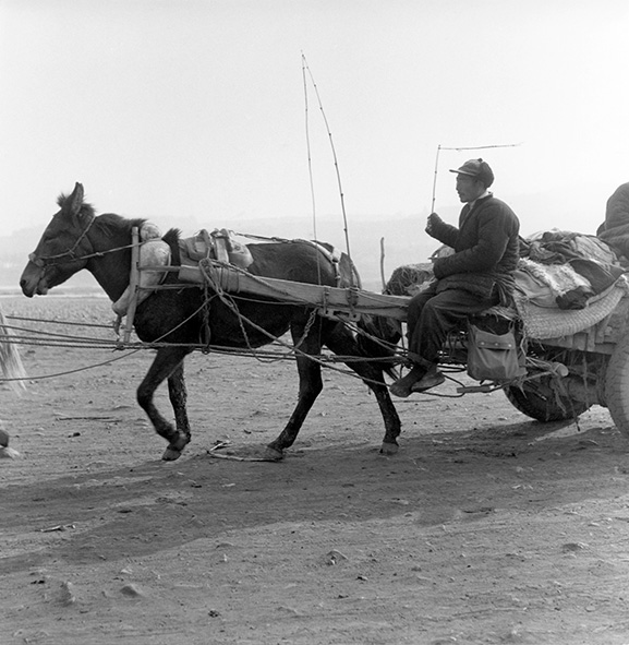 Paard en wagen