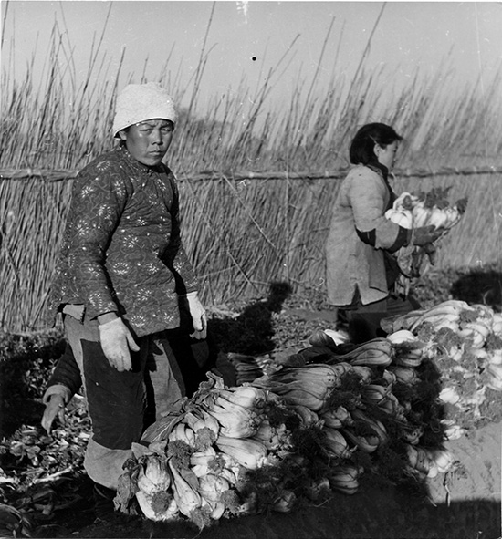 Het oogsten van chinese kool