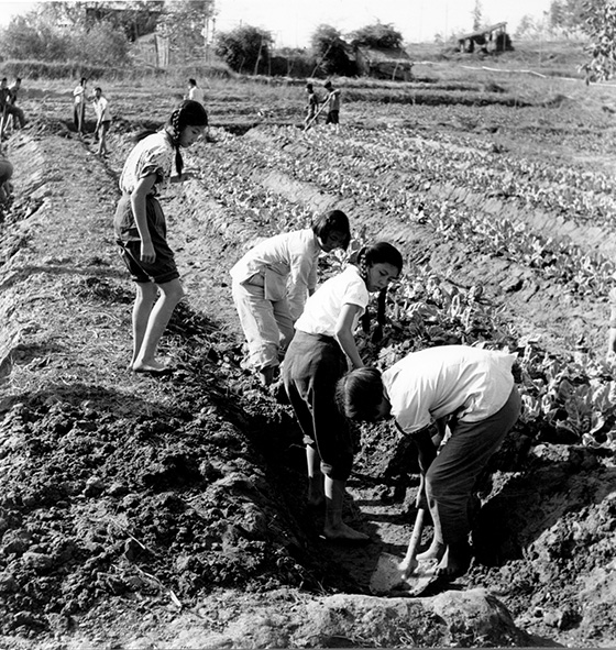 Middelbare scholieren werkend op het land