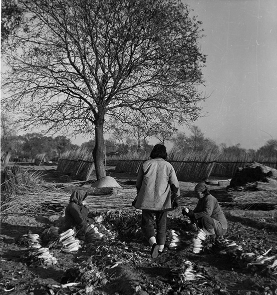 Land arbeidsters